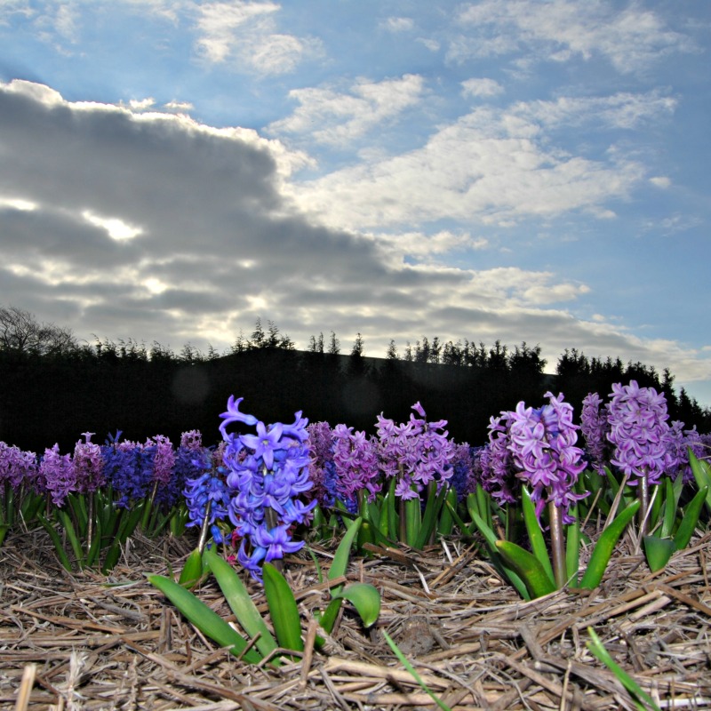 Hyacinth flower fields in Holland