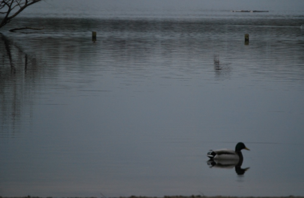 Fleet Pond Duck