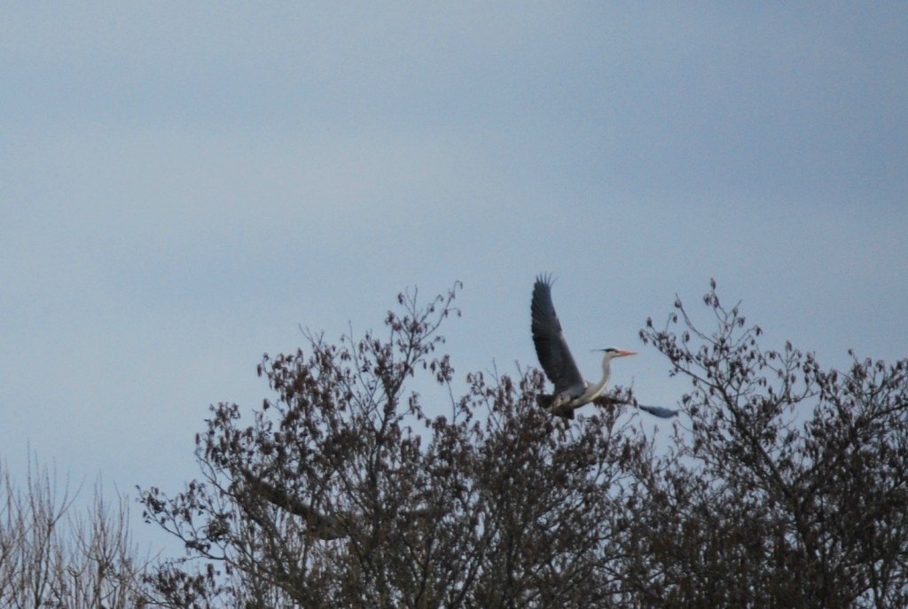 Flying Heron
