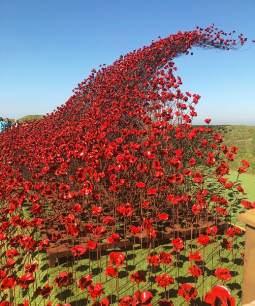 Wave of poppies at Fort Nelson