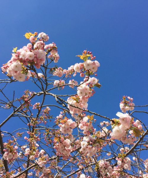 Pink blossom on a tree is contrasted with a bright blue cloudless sky