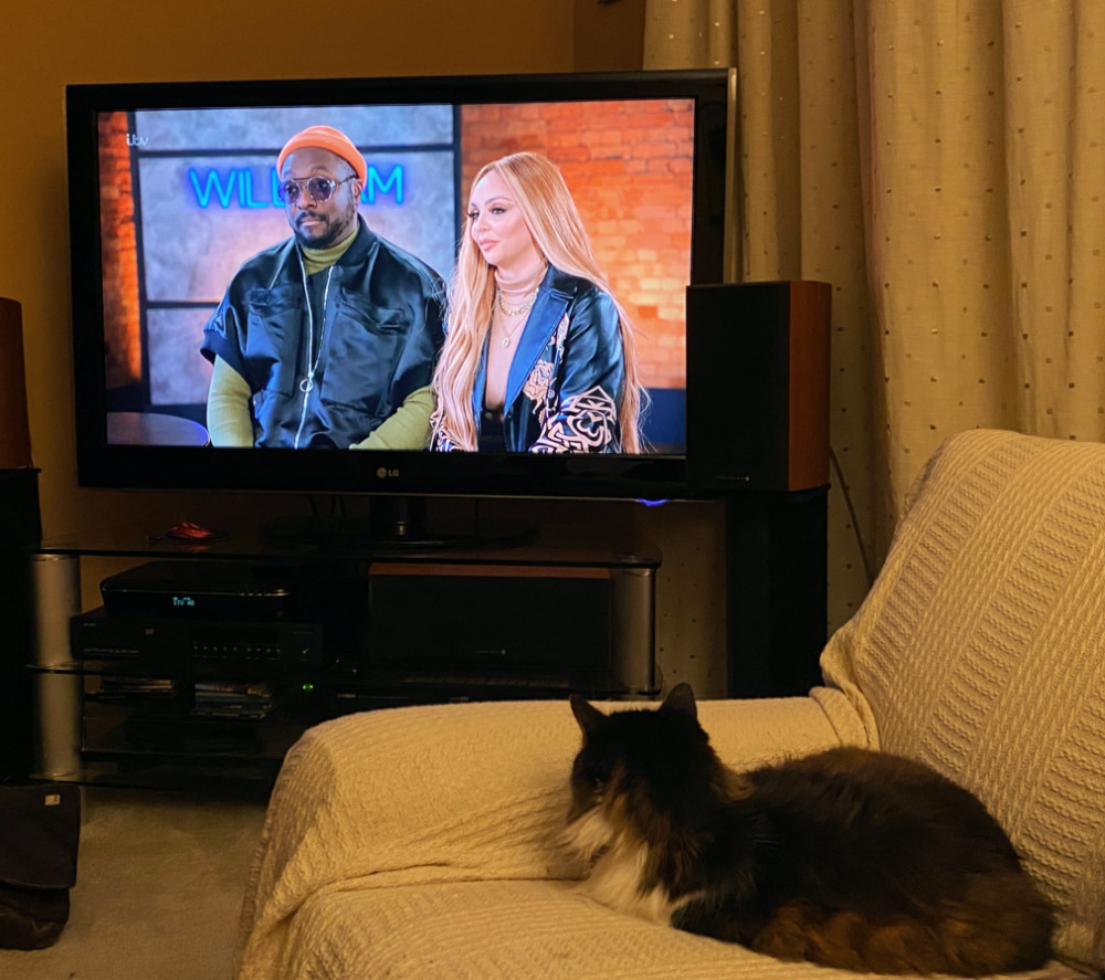 A cat sits on a sofa looking towards the TV. The Voice is on and Will I am is sitting with Jesy from Little Mix